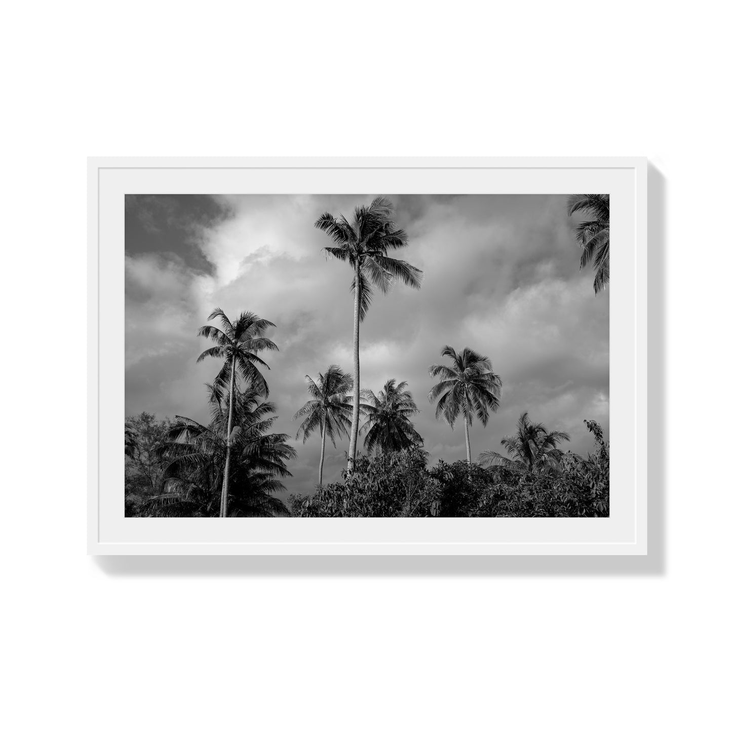 Tropical Heavan